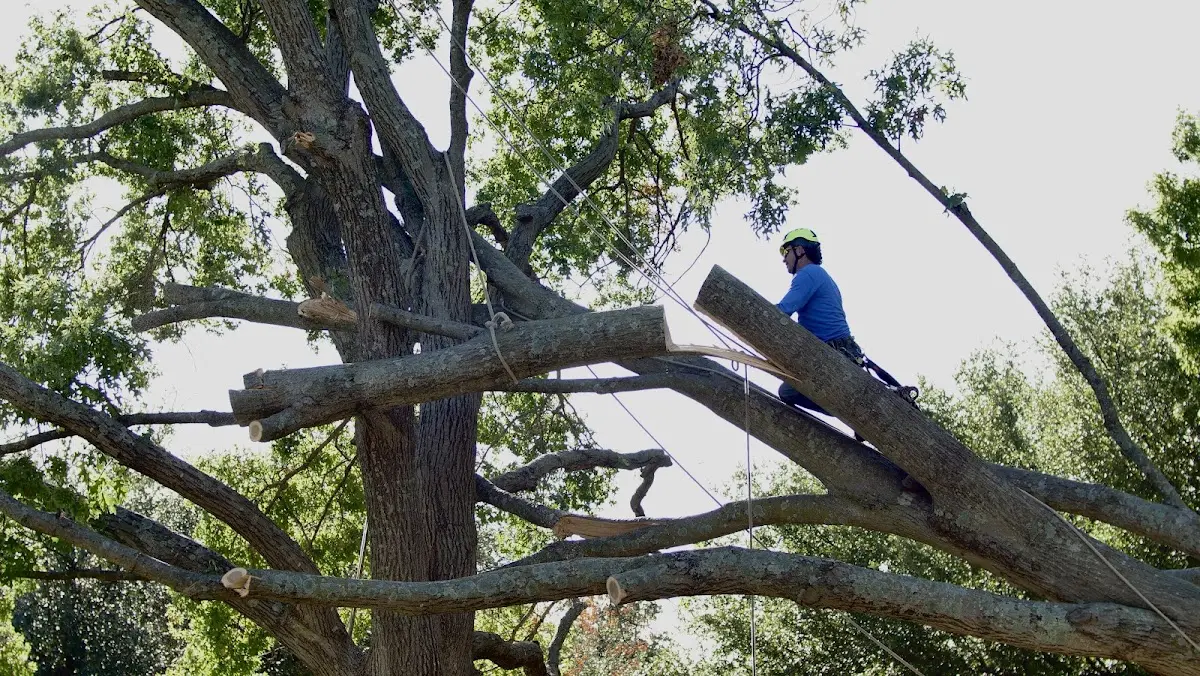 Professional Crown Thinning performed by certified arborists in Penn