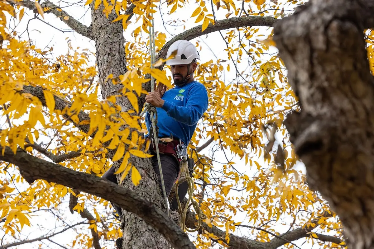 Skilled Tree Trimming crew working in Penn